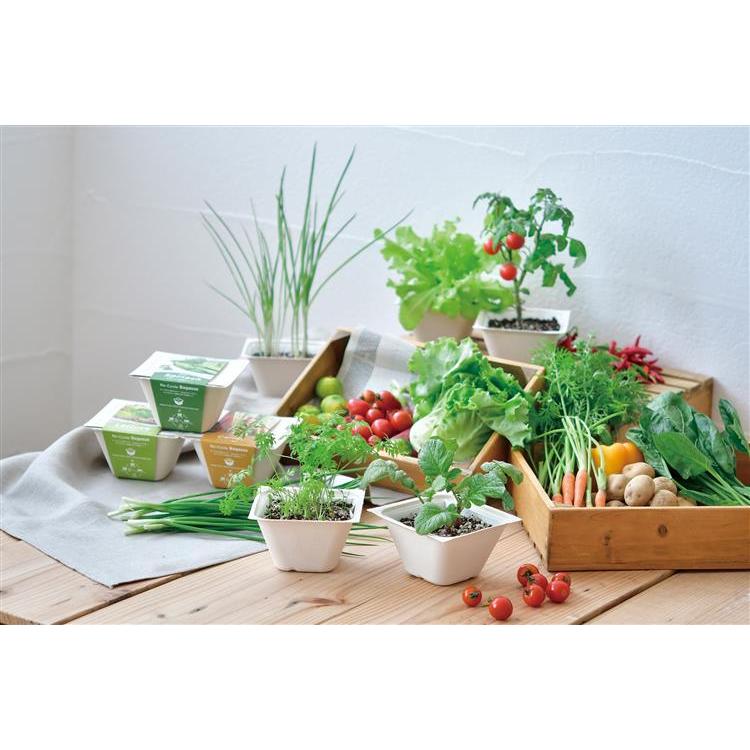 種まきから始める 人参 ニンジン の水耕栽培農家web