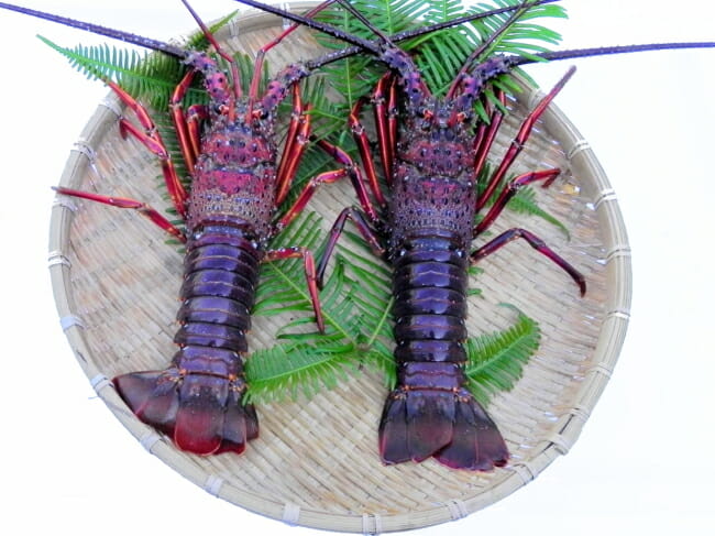 伊勢エビ1匹使った「伊勢海老てこね寿し」、高価でも人気－おかげ横丁「海老丸」 - 伊勢志摩経済新聞