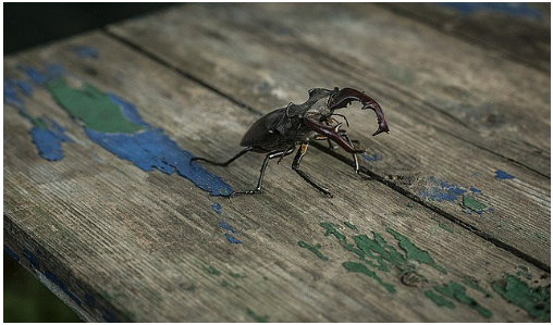 ニジイロクワガタの飼育方法 産卵方法＆幼虫飼育方法- クワガタ・カブトムシ飼育情報：月夜野きのこ園