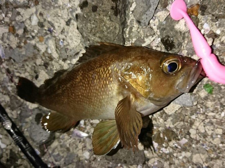 下ごしらえから丁寧に。基本の「メバルの煮付け」レシピ - macaroni