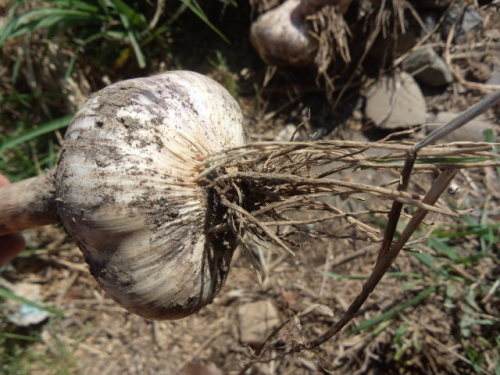 にんにくの収穫と乾燥についてごん坊や