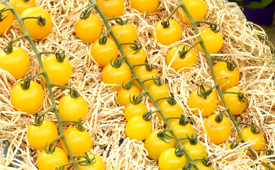 爽やかフルーティー イエローミニトマト 北海道産 有機野菜 通販 Ｏｉｓｉｘ おいしっくす