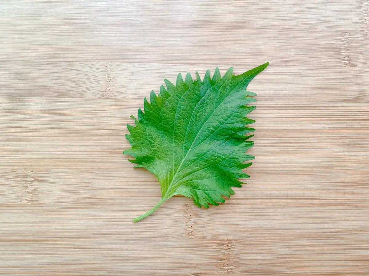 大葉の冷蔵・冷凍保存方法 シナシナにならないプロのテクニックほほえみごはん-冷凍で食を豊かに-ニチレイフーズ