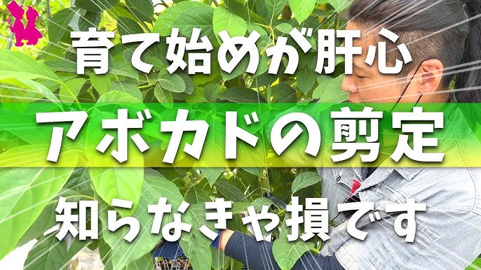 アボカド成長録。発根から枝分かれまで 2021.06〜2022.06🍀GreenSnap グリーンスナップ