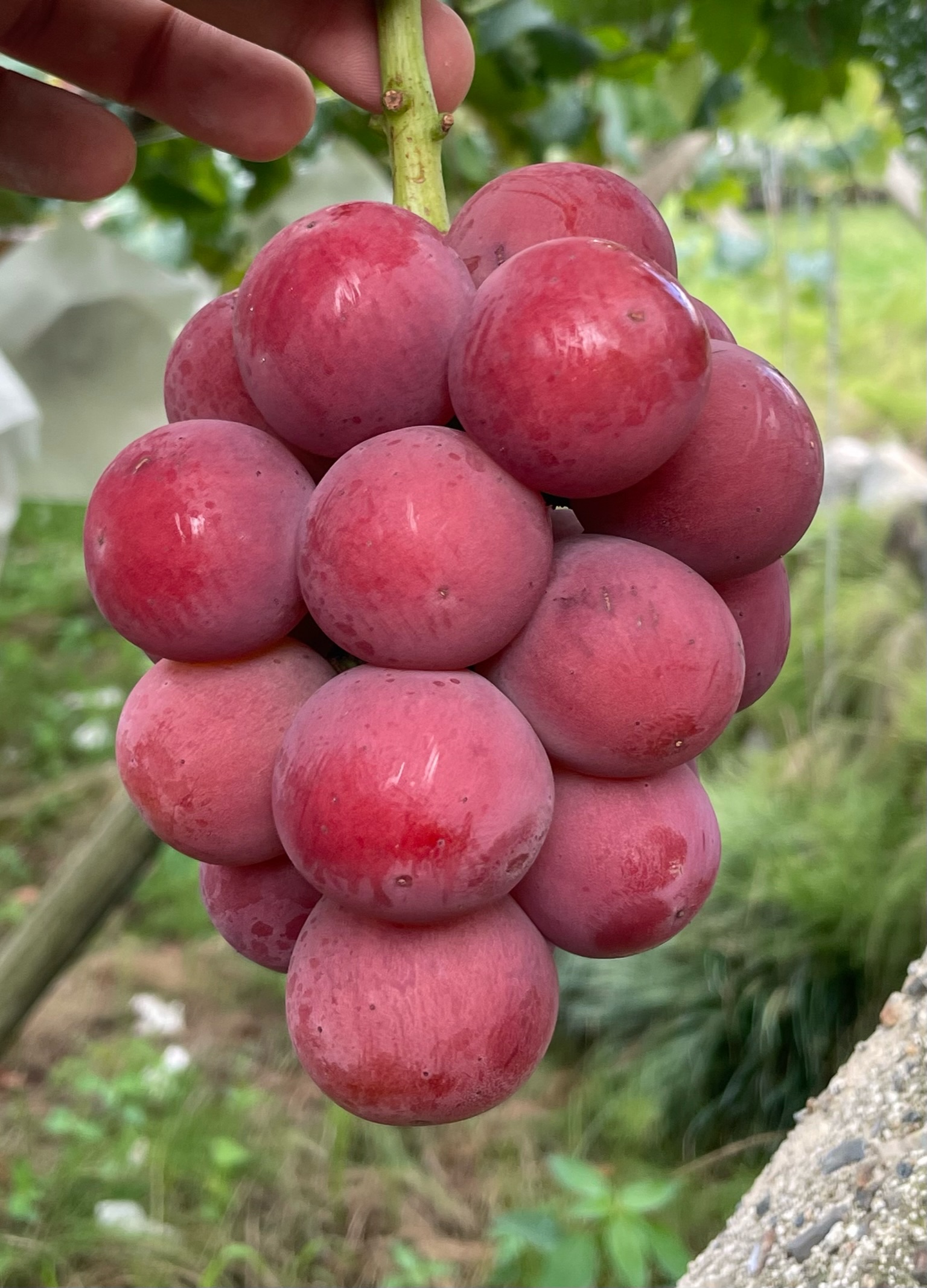 ゴルバチョフ元ソ連大統領 日本でも人気だった 91年に来日「ゴルビー旋風」巻き起こす 芸能 デイリースポーツ online