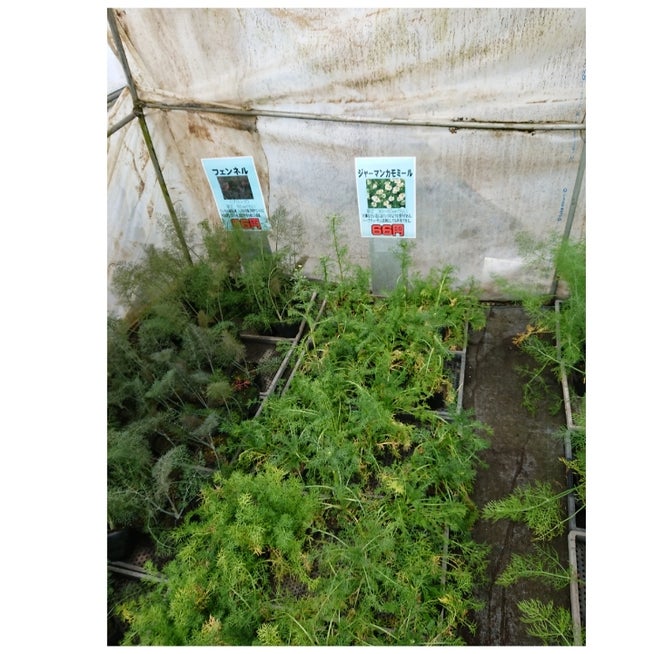 2022年も由仁町「花のまつうら」で野菜の苗の買い出し - 胡乱 うろん な日々