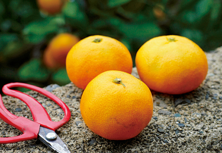 みかん類の育て方温州ミカンSATUMA効能種類剪定害虫 - 庭サポ