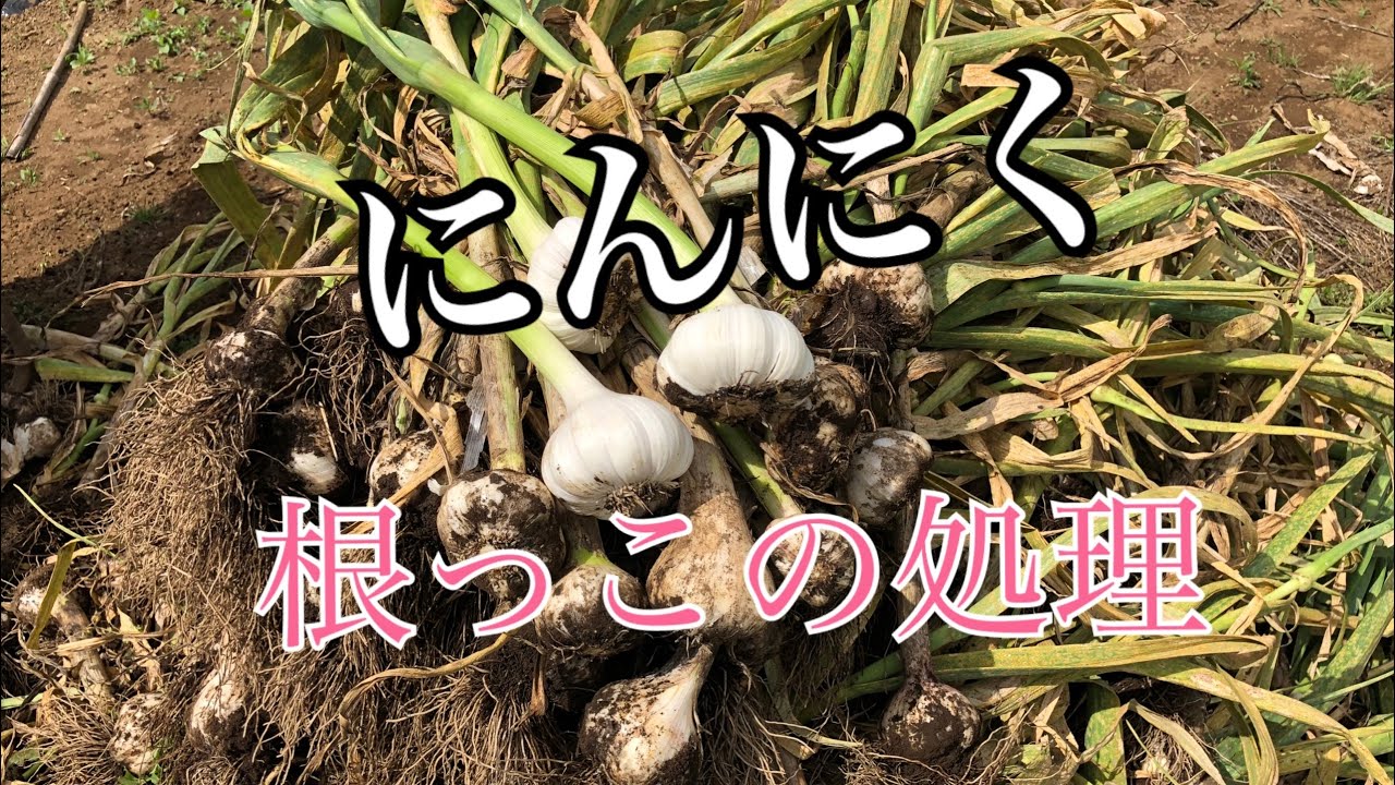 プランターニンニクの収穫！後作のオクラ。プランター栽培の本よもだコラソンのブログ