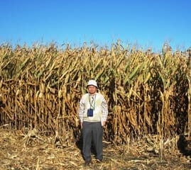 トウモロコシ - Wikipedia