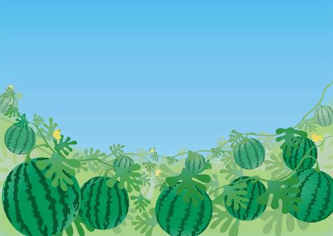 スイカ畑の写真素材写真素材なら「写真AC」無料 フリー ダウンロードOK