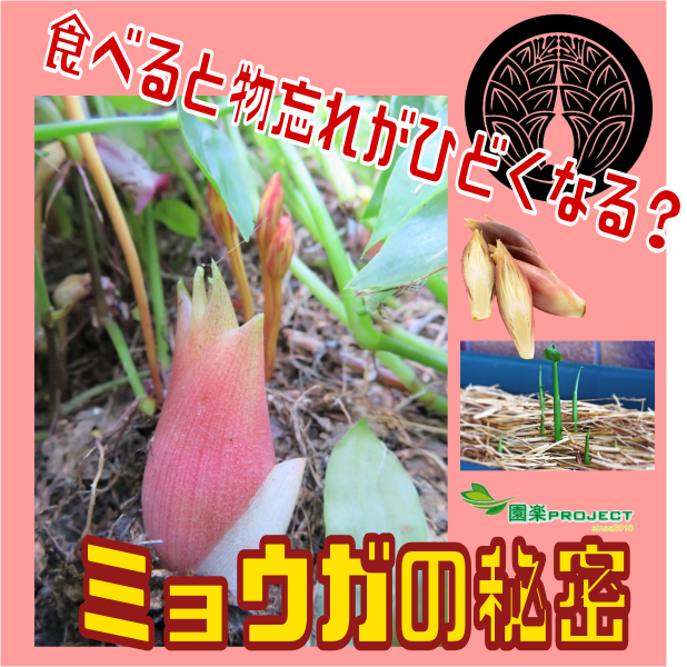 花が咲いたミョウガは食べれる?ぬるぬるは腐ってるの?冷凍保存できる?おしえてルーム