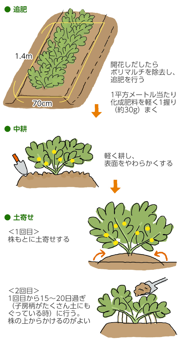 落花生 ピーナッツ 落花生畑 ラッカセイ 豆 peanutの写真素材46634558- PIXTA