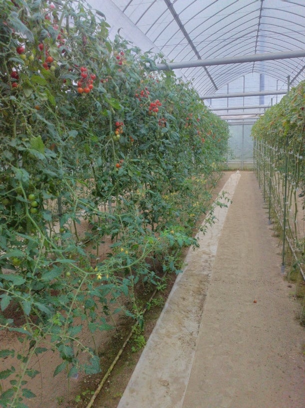 穴あきテーピングシート リカバリサイクルショップ マティーノ ウェブストア