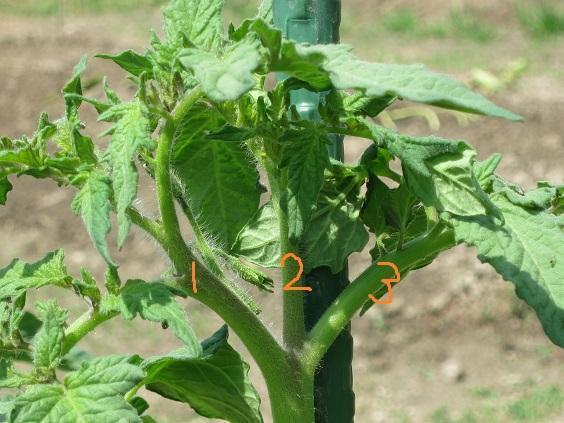 トマト苗、日々の栽培管理「芽かき・誘引」