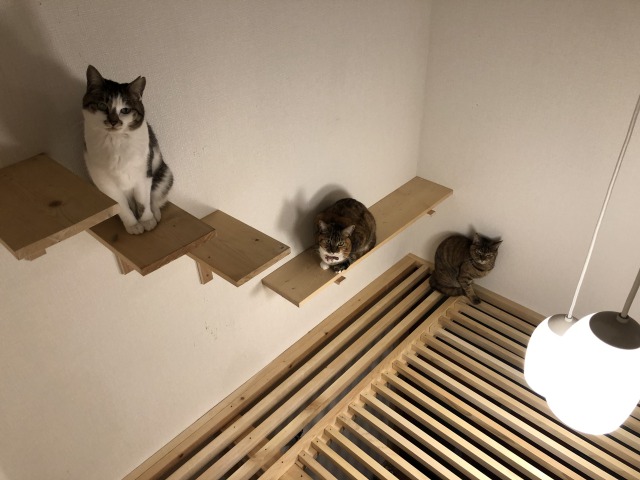 猫のごはん・水置き場の追加と場所移動について＊イロイロ アリス＊ ゆるっとミニマリスト・シンプルライフに猫が来た