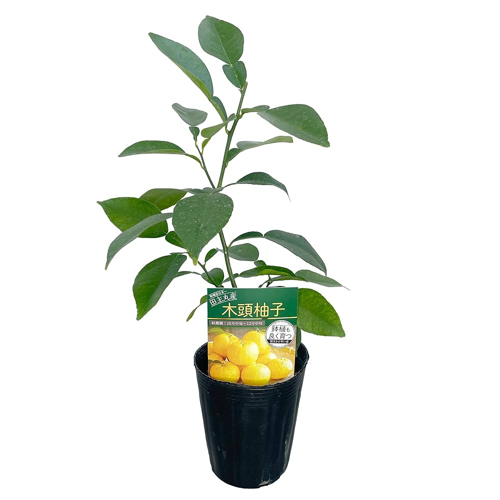 柚子の10倍!?「鬼柚子」を知っていますか？丸ごと小泉武夫 食マガジン