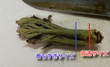 タラの芽の天ぷらのレシピ 下ごしらえ：白ごはん.com