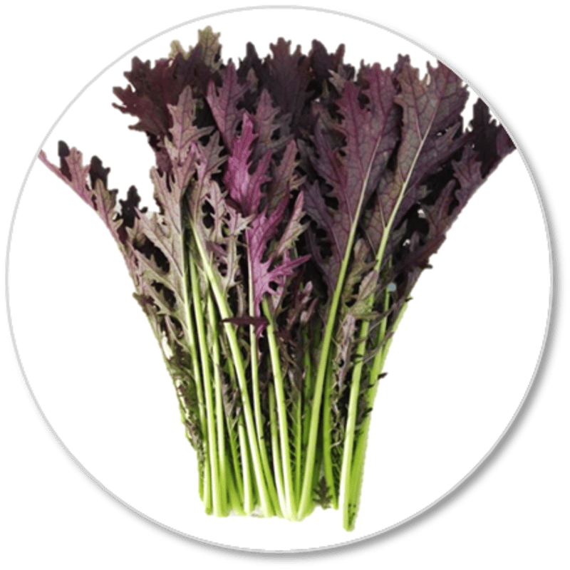 カラシナサラダからし菜ピリッとした辛味がサラダ、浅漬けにも最適 加熱すると、辛みはほとんどなくなり、苦味もなく旨味を素直に受け止めるトキタ種苗の野菜品種カタログ・栽培ガイド