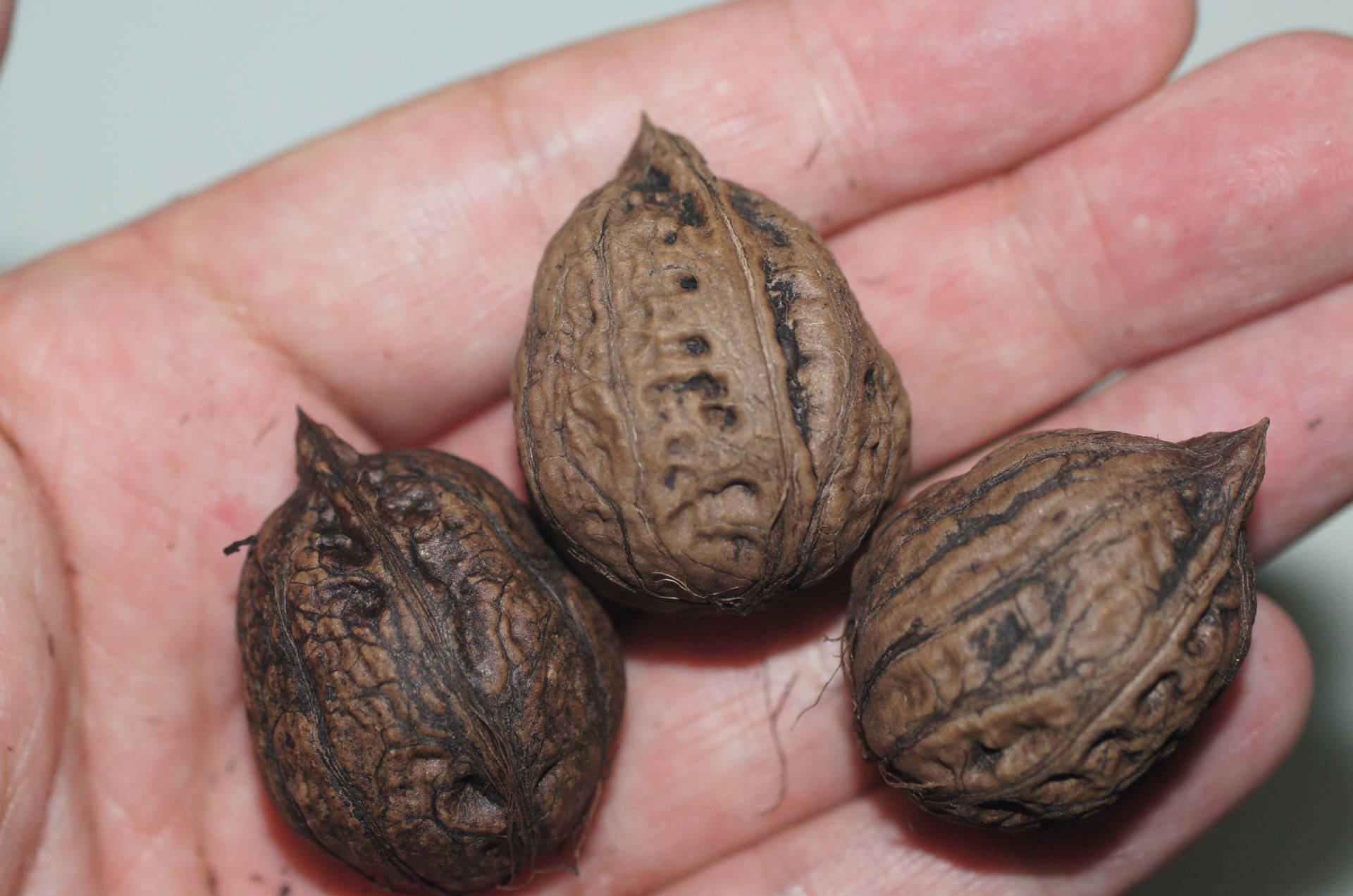 オニグルミ VS カシグルミ - まいにち植物、ときどき虫