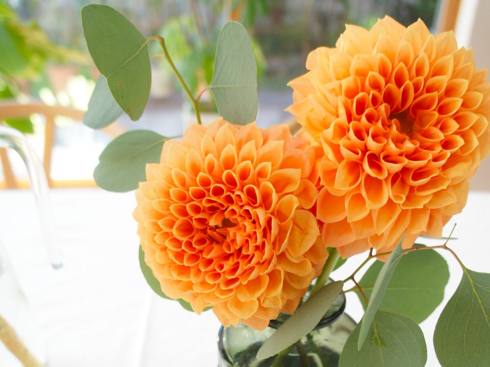 夏のオレンジ色の花