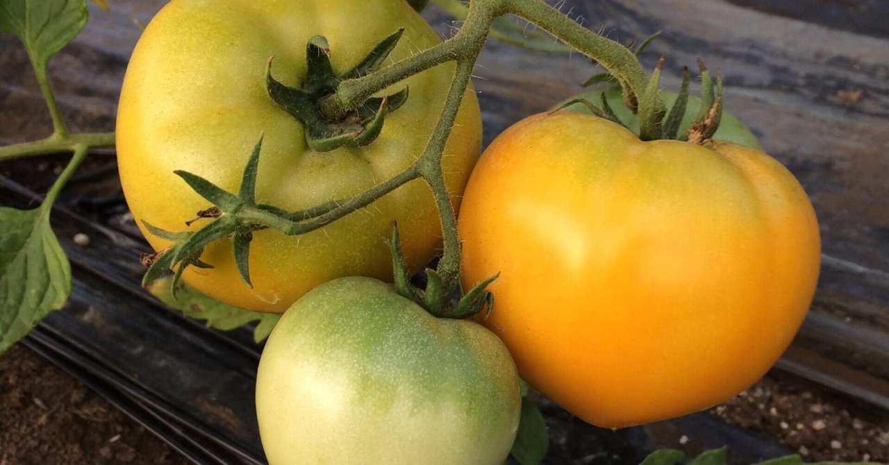 天地人トマトジュース 黄金 おうごん －株式会社 TKSタングロン