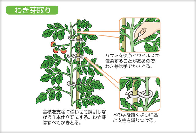 わき芽の芽かきで、根っこを育て、樹と実のバランスを調える -無農薬・自然菜園 自然農法・自然農 で、持続できる自給自足Life。～自然な暮らしの豊かさの分かち合い～