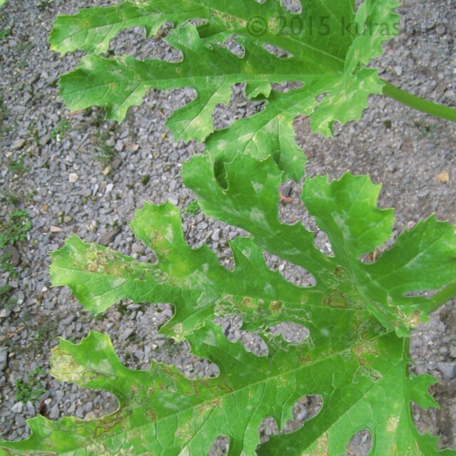 ズッキーニの葉です。モザイク病でしょうか？ - モザイク病は成長点- Yahoo!知恵袋