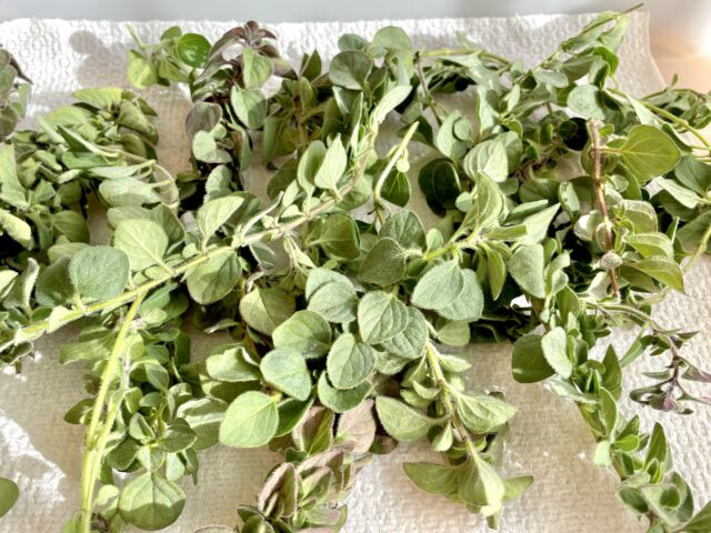 オレガノ コンパクツム の特徴や育て方、増やし方等の紹介