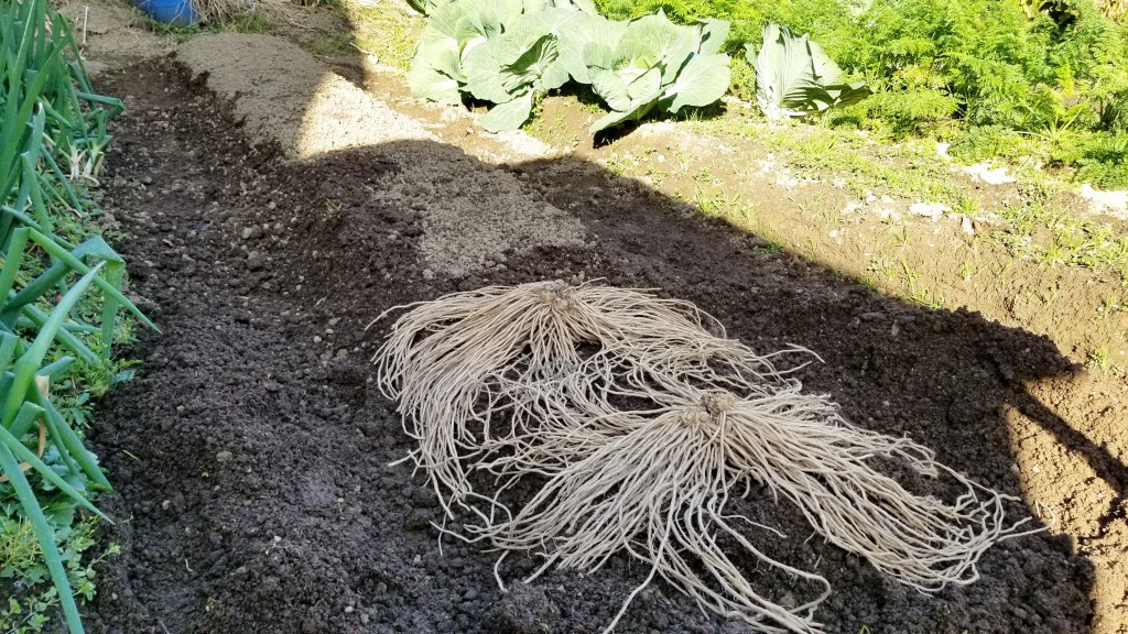 アスパラガス、冬の手入れをぬかりなくJAいがふるさと