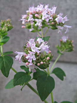 マジョラム・オレガノ違いは原産地によるもの - 暮らしの手づくり