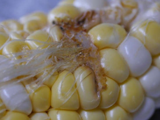 7月の家庭菜園 トウモロコシは虫食いだらけ！！ : いいもの見っけ隊