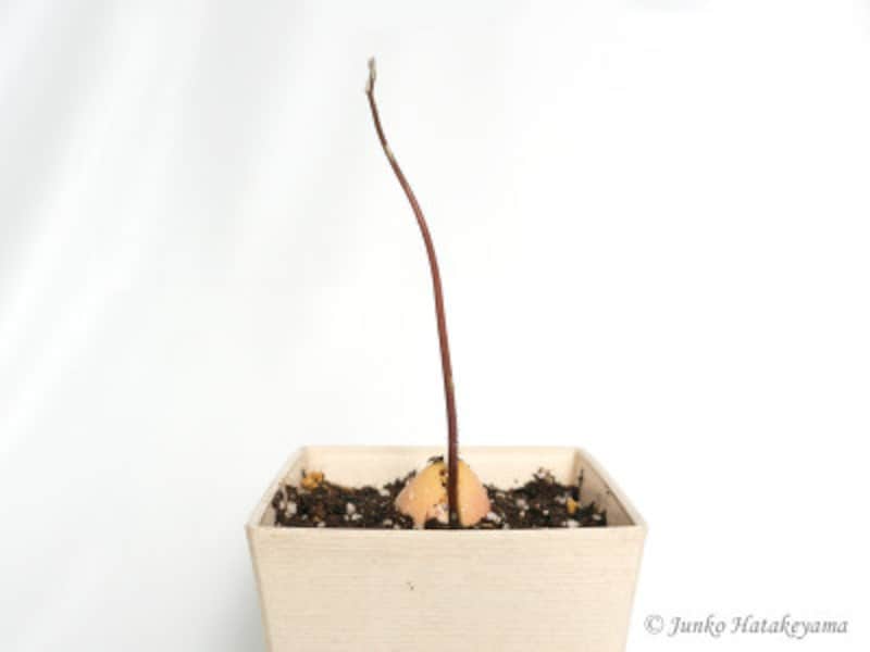 アボカドの芽が折れてしまってガックリしていたら、２本になって伸びてきました - 栽培ライフ 3181.jpー 野菜を育てると、感性も育つ