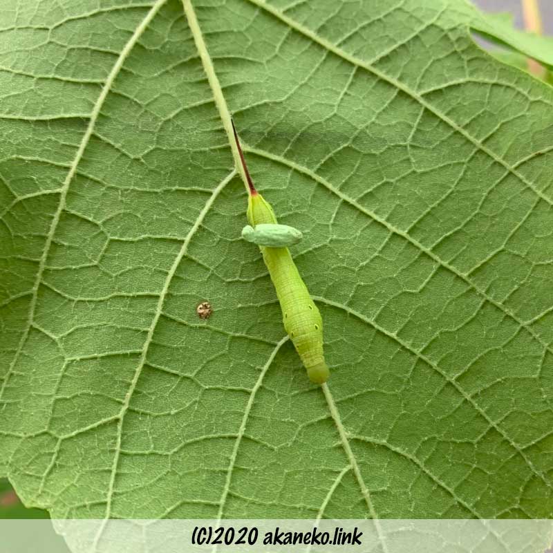 第66話「コスズメの幼虫、見つけた！」 – ヨッしぃの身近な生き物