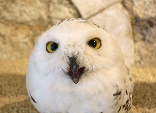 池ぶくろう最中５個入池ぶくろう最中公式 三原堂オンラインショップ 東京 池袋