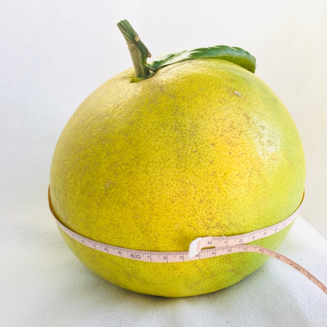 実付き ゆず 大株 約:170cm 花ゆず 根巻き 果樹苗 柑橘 柚子の