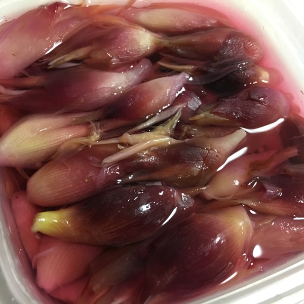 ミョウガの保存方法 甘酢漬けもいいけれど長期保存するならやっぱり冷凍 - 空と花の色
