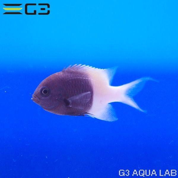 海水魚水曜日からたっぷり商品アップ完了！生麦海水魚センタ