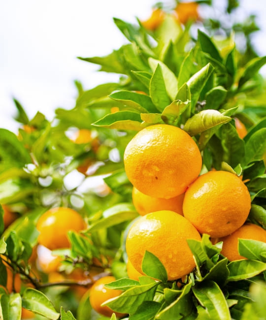 ハウスみかんのま果樹園