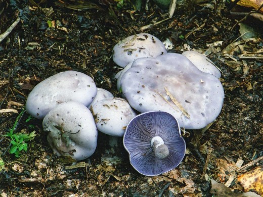 東京きのこ同好会 ： ムラサキフウセンタケ