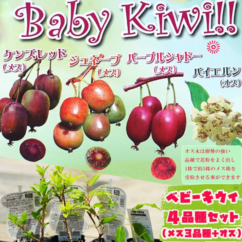 キウイフルーツ 地植え の育て方KINCHO園芸