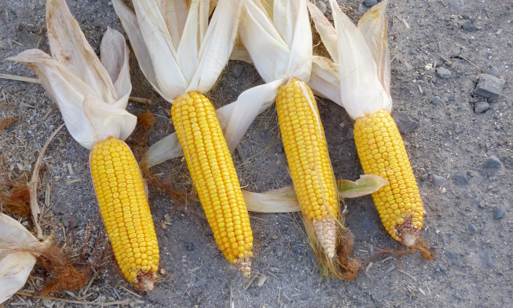 キッズ外務省 とうもろこしの生産量の多い国外務省