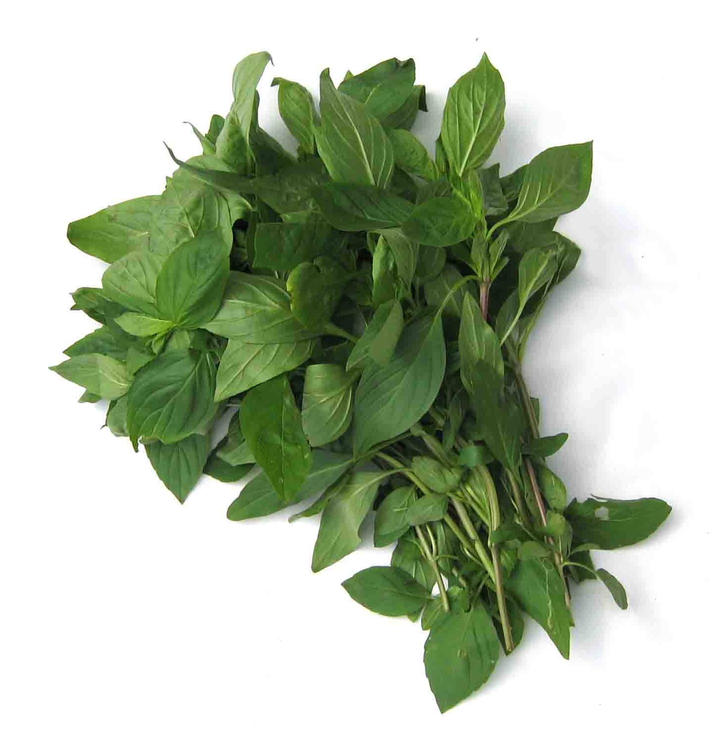 楽天市場 タイバジル ホーラパー有機ハーブ種子固定種 ORGENIC SEED Thai Basil Horapha: ハーブティー専門店e-ティザーヌ