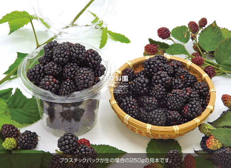 もぎたて果樹園 ラズベリー＆ブラックベリータキイネット通販