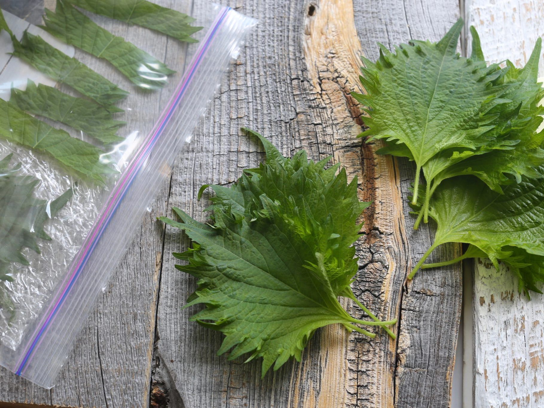 金星食品 青しそ餃子 20コ入冷凍生餃子のお取り・寄せ通販 -お歳暮・お中元餃子の金星 公式ネットショップ