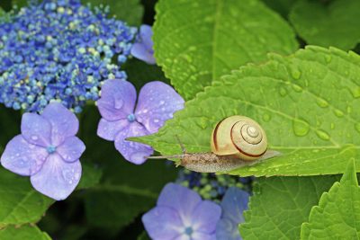 ベタベタ重だる、雨の日頭痛