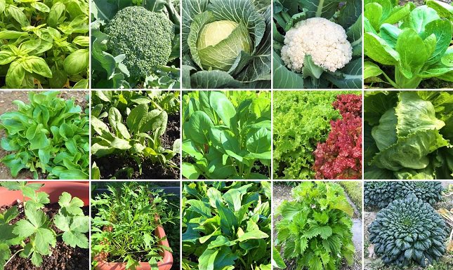 スイスチャードの菜っ葉むすびmomina.inakitchen science labo