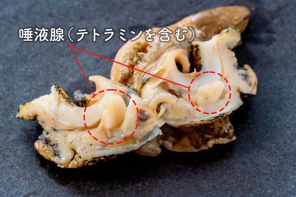 ツブ貝 - Errigal Bay