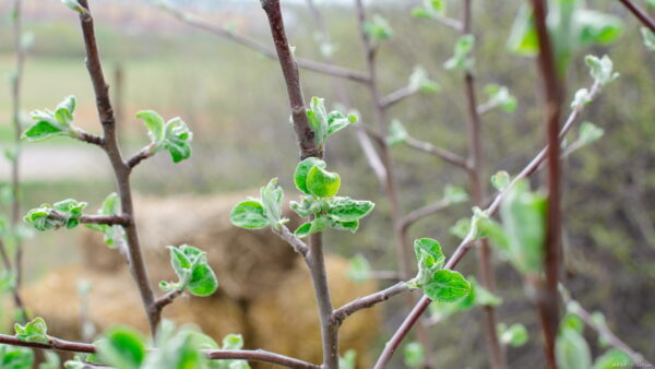 りんごあめのみせ りんごのおもい