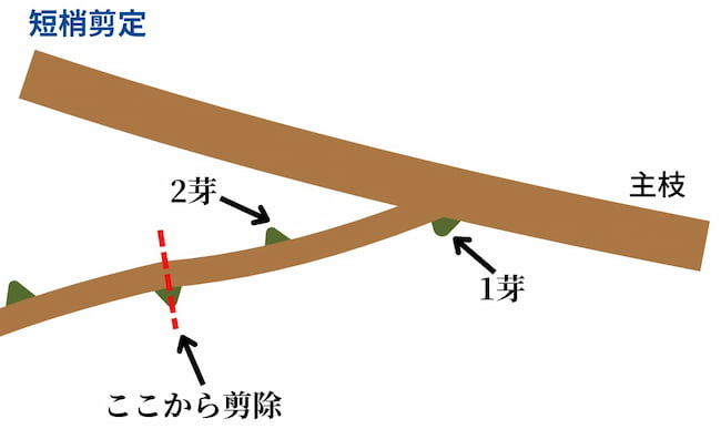 家庭でつくるブドウ栽培！ 巨峰やシャインマスカットを自分で育てちゃおう！ 前編 マイナビ農業
