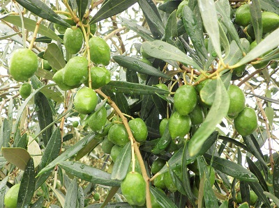 搾りたてのオリーブオイルが買えるのはいつ?オリーブオイル大百科